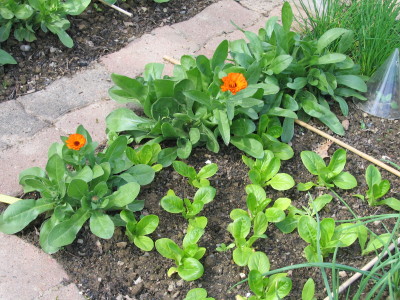 potager en carr&eacute;s