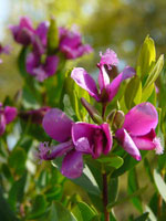 polygala