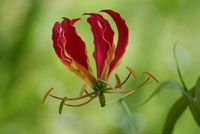 gloriosa