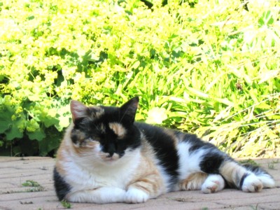 chat