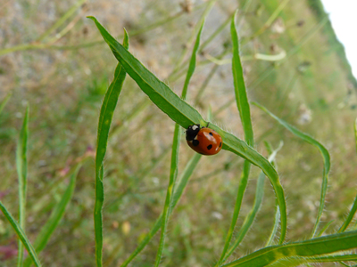 coccinelle