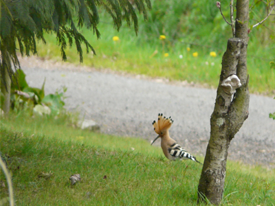 huppe fasciee dans le jardin