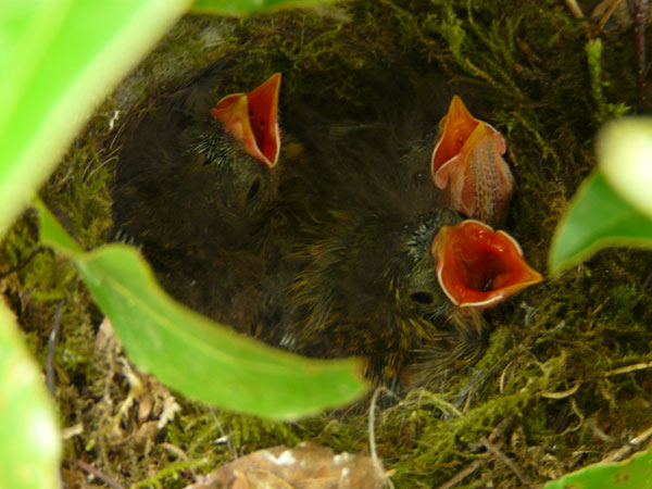 naissance oisillons 